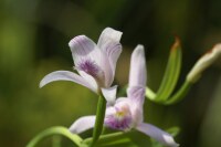 Pogonia ophioglossoides