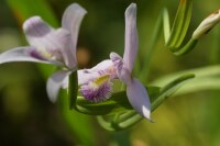 Pogonia ophioglossoides