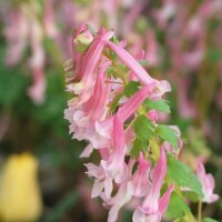 Corydalis solida  Beth Evans