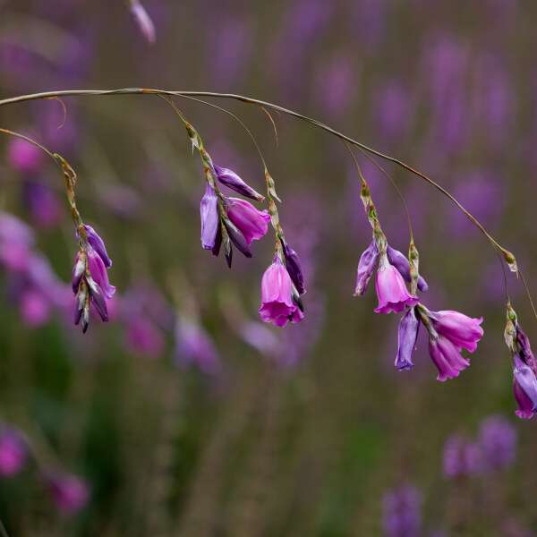 Dierama pulcherrimum