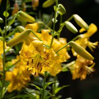 Lilium Anastasia