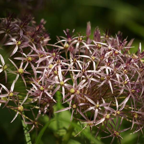 Allium cristophii