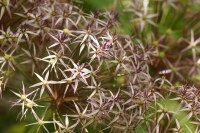 Allium cristophii