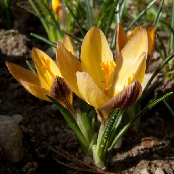 Crocus angustifolius