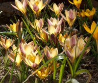 Crocus angustifolius