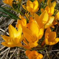 Crocus flavus