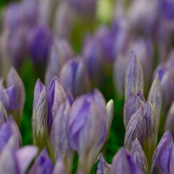 Crocus etruscus Zwanenburg