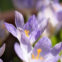 Crocus etruscus Zwanenburg