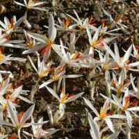 Crocus fleischeri