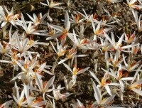 Crocus fleischeri