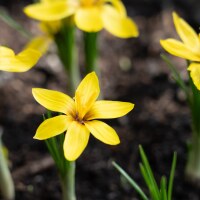 Crocus korolkowii