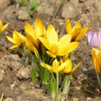 Crocus korolkowii