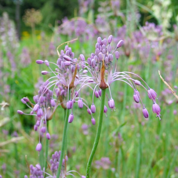 Allium carinatum ssp. pulchellum