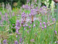 Allium carinatum ssp. pulchellum