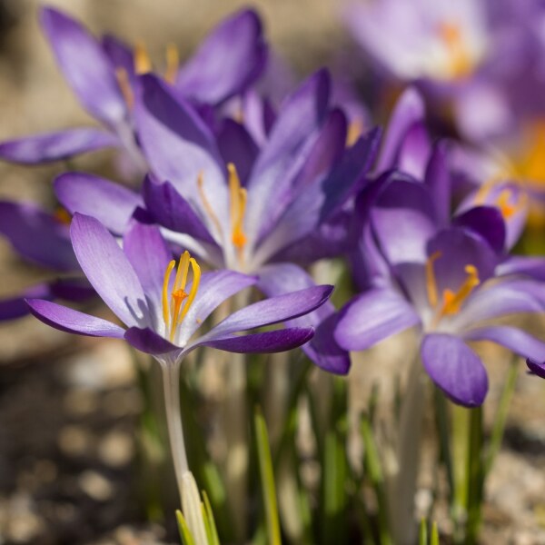 Crocus tommasinianus Whitewell Purple