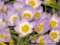 Crocus sieberi ssp. sublimis tricolor