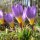 Crocus sieberi ssp. sublimis tricolor