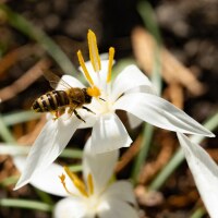 Crocus tommasinianus albus