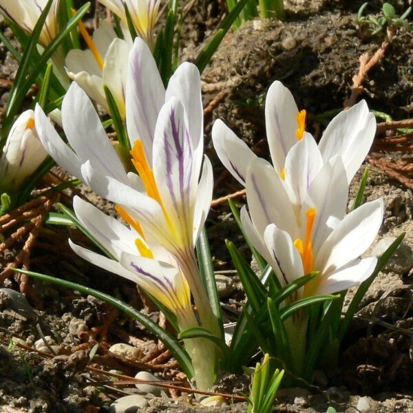 Crocus versicolor picturatus