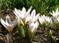 Crocus versicolor picturatus