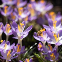 Crocus tommasinianus