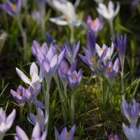 Crocus tommasinianus