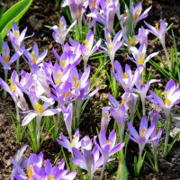 Crocus tommasinianus Barr´s Purple