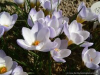 Crocus chrysanthus Blue Pearl