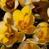 Crocus chrysanthus Romance