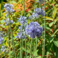 Allium caeruleum