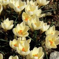 Crocus chrysanthus Cream Beauty