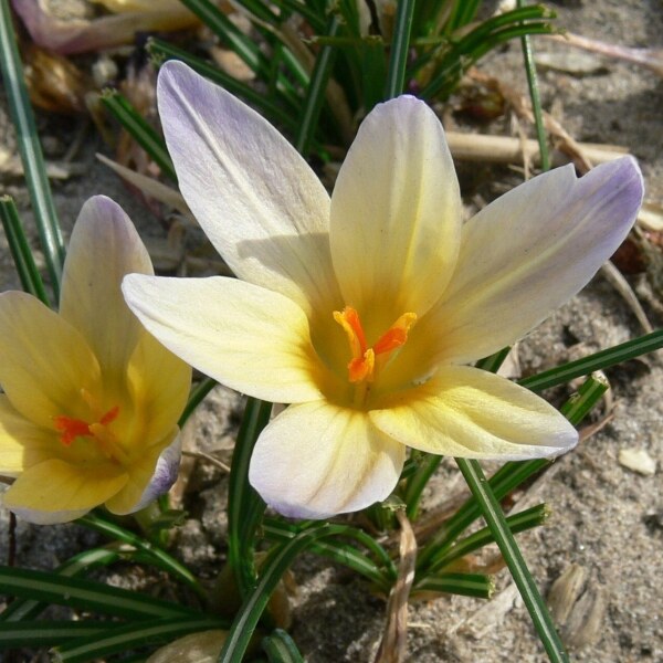 Crocus chrysanthus Advance