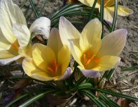 Crocus chrysanthus Advance