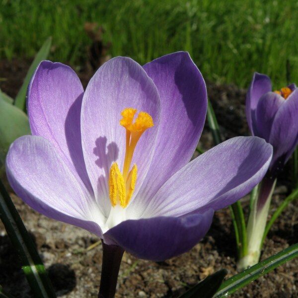 Crocus vernus Grand Maitré