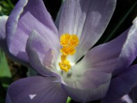 Crocus vernus Grand Maitré