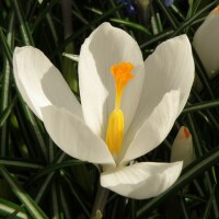 Crocus vernus Jeanne d´ Arc