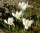 Crocus vernus Jeanne d´ Arc