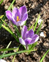 Crocus vernus King of The Striped, 1880