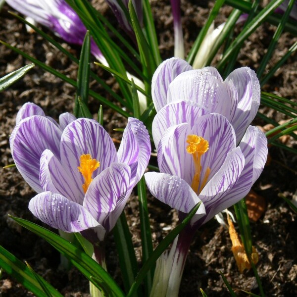 Crocus vernus Pickwick