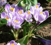 Crocus vernus Pickwick