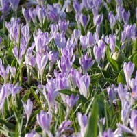 Crocus vernus Vanguard