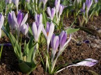 Crocus vernus Vanguard